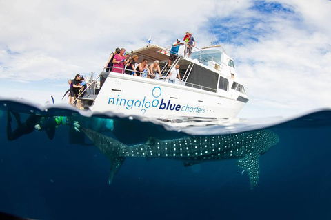 VIP Luxury Chartered Escapes, Exploring The Reef At Your Own Pace - Tourism Search 0