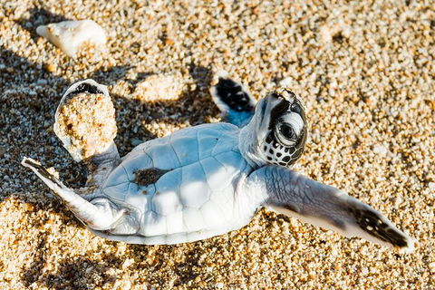 VIP Luxury Chartered Escapes, Exploring The Reef At Your Own Pace - Tourism Search 38