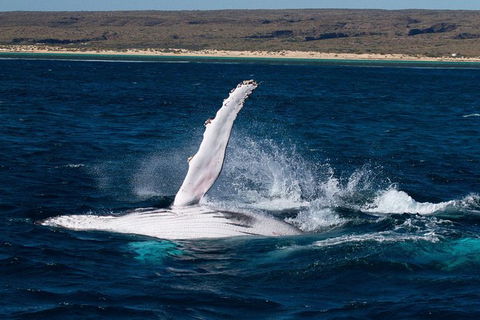VIP Luxury Chartered Escapes, Exploring The Reef At Your Own Pace - Tourism Search 7