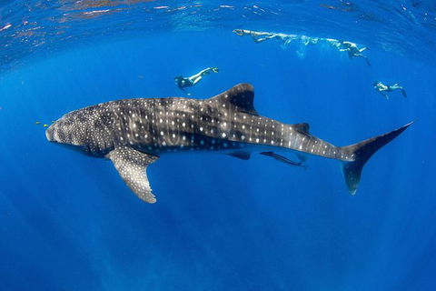 VIP Luxury Chartered Escapes, Exploring The Reef At Your Own Pace - Tourism Search 27