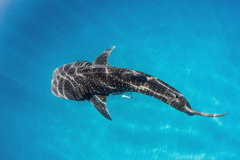 VIP Luxury Chartered Escapes, Exploring The Reef At Your Own Pace - Tourism Search 18