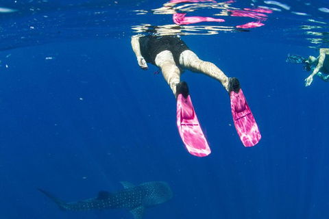 VIP Luxury Chartered Escapes, Exploring The Reef At Your Own Pace - Tourism Search 49