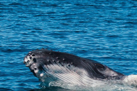 VIP Luxury Chartered Escapes, Exploring The Reef At Your Own Pace - Tourism Search 14