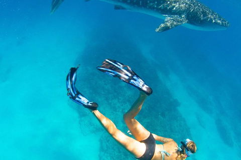 VIP Luxury Chartered Escapes, Exploring The Reef At Your Own Pace - Tourism Search 26