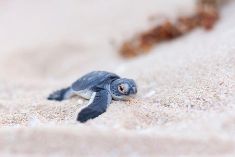 VIP Luxury Chartered Escapes, Exploring The Reef At Your Own Pace - Tourism Search 6