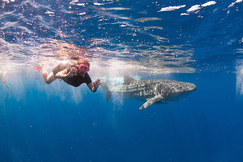 VIP Luxury Chartered Escapes, Exploring The Reef At Your Own Pace - Tourism Search 8