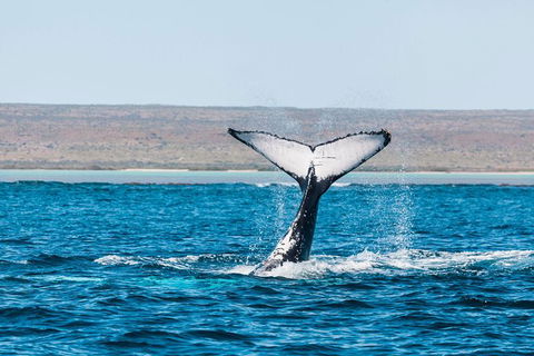 VIP Luxury Chartered Escapes, Exploring The Reef At Your Own Pace - Tourism Search 12