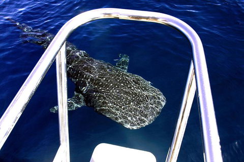 VIP Luxury Chartered Escapes, Exploring The Reef At Your Own Pace - Tourism Search 11