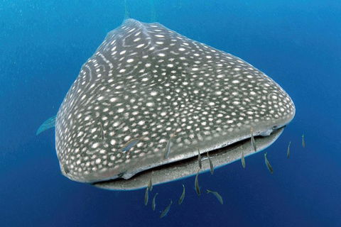 VIP Luxury Chartered Escapes, Exploring The Reef At Your Own Pace - Tourism Search 46
