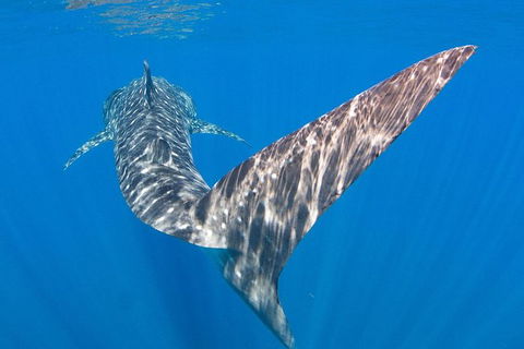 VIP Luxury Chartered Escapes, Exploring The Reef At Your Own Pace - Tourism Search 37