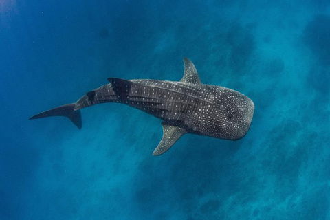 VIP Luxury Chartered Escapes, Exploring The Reef At Your Own Pace - Tourism Search 34