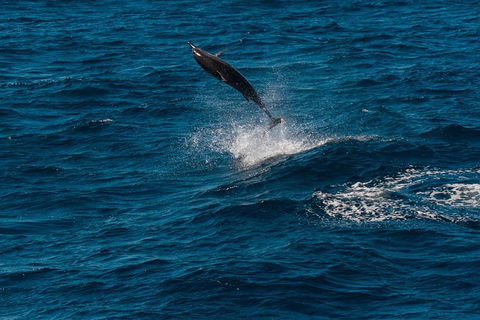 VIP Luxury Chartered Escapes, Exploring The Reef At Your Own Pace - Tourism Search 42