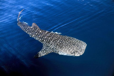 VIP Luxury Chartered Escapes, Exploring The Reef At Your Own Pace - Tourism Search 30