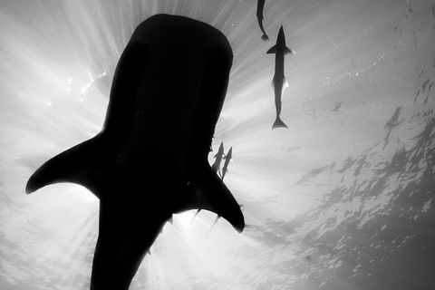 VIP Luxury Chartered Escapes, Exploring The Reef At Your Own Pace - Tourism Search 16