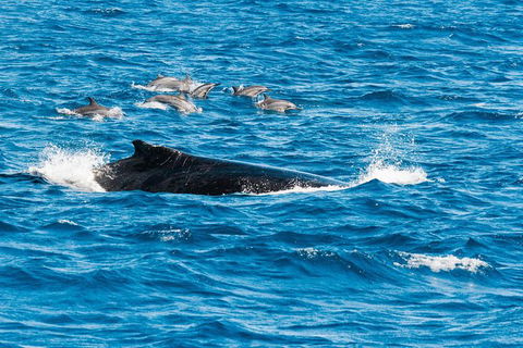 VIP Luxury Chartered Escapes, Exploring The Reef At Your Own Pace - Tourism Search 19