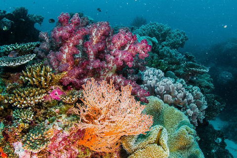 VIP Luxury Chartered Escapes, Exploring The Reef At Your Own Pace - Tourism Search 33