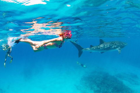 VIP Luxury Chartered Escapes, Exploring The Reef At Your Own Pace - Tourism Search 35