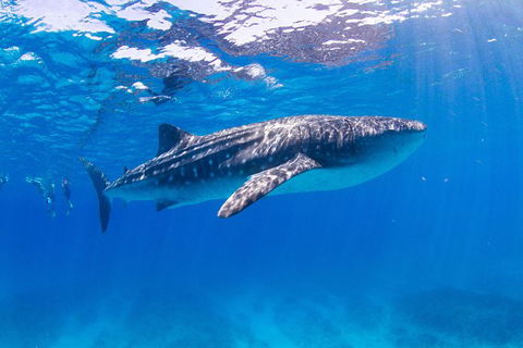 VIP Luxury Chartered Escapes, Exploring The Reef At Your Own Pace - Tourism Search 9