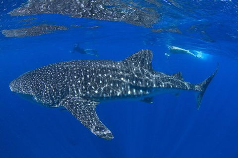 VIP Luxury Chartered Escapes, Exploring The Reef At Your Own Pace - Tourism Search 31