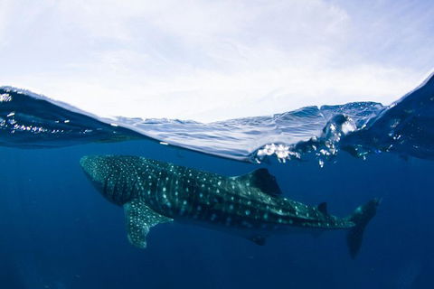 VIP Luxury Chartered Escapes, Exploring The Reef At Your Own Pace - Tourism Search 51