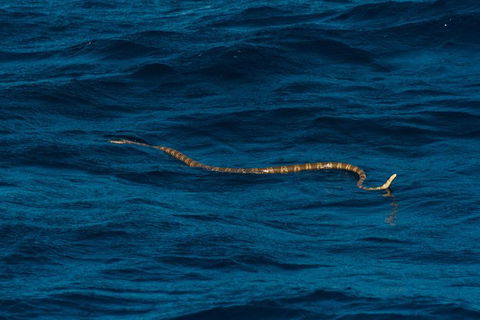 VIP Luxury Chartered Escapes, Exploring The Reef At Your Own Pace - Tourism Search 23