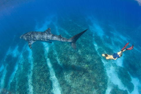 VIP Luxury Chartered Escapes, Exploring The Reef At Your Own Pace - Tourism Search 47