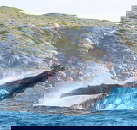 Jet Boat Whale Watching Safari from Dunsborough - Tourism Search