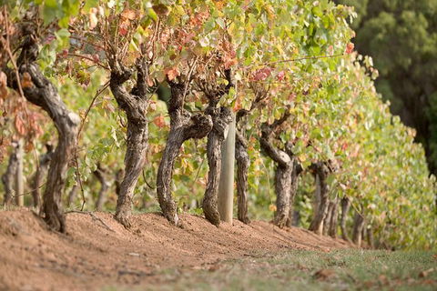 Vasse Felix Winery Tour And Tasting - Tourism Search 3