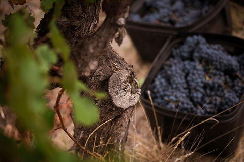 Vasse Felix Winery Tour And Tasting - Tourism Search 4