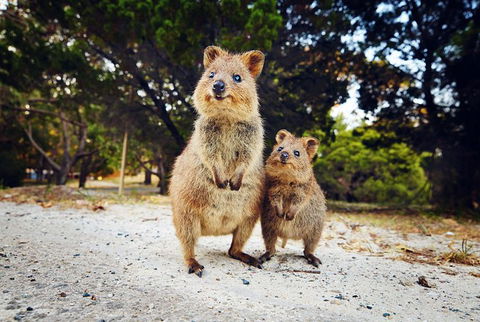 Rottnest Island All-Inclusive Grand Island Tour From Fremantle - Tourism Search 0