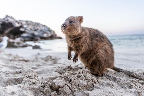 Rottnest Island All-Inclusive Grand Island Tour From Fremantle - Tourism Search 3