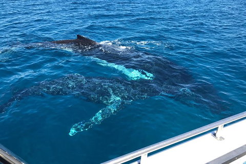 Busselton Whale Watching - Tourism Search 0