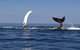 Busselton Whale Watching - thumb 1