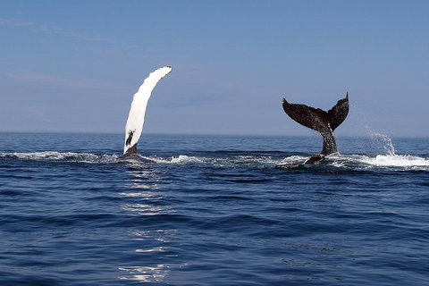 Busselton Whale Watching - Tourism Search 1