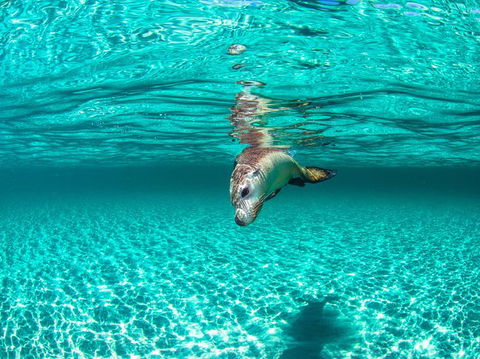 Carnac Island Half Day Sail - Tourism Search 7