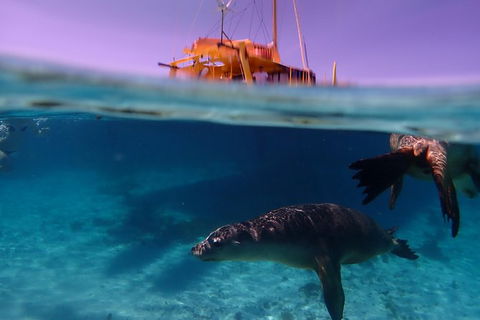 Carnac Island Half Day Sail - Tourism Search 3
