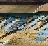 Half Day Phillip Island Penguin Parade PLUS Tour - Tourism Search