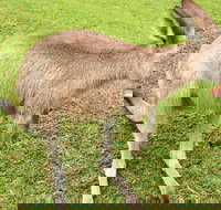 2 Day Exclusively Private Tour Of Phillip Island  The Penguin Parade - Tourism Search