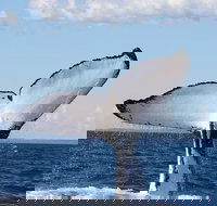 Phillip Island Whale Watching Tour - Tourism Search