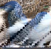 Day Tour of Phillip Island Nature Parks  Penguins - Tourism Search