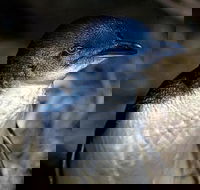 Bonnet Island Experience departing from Strahan - Tourism Search