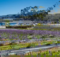 Private Tasman Peninsula Cruise Ship Tour from Port Arthur - Tourism Search
