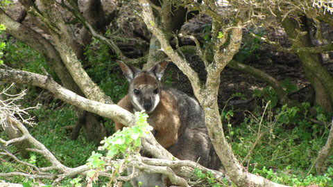 Kangaroo Island In A Day Tour From Adelaide - Tourism Search 23