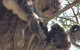 Kangaroo Island In A Day Tour From Adelaide - thumb 16