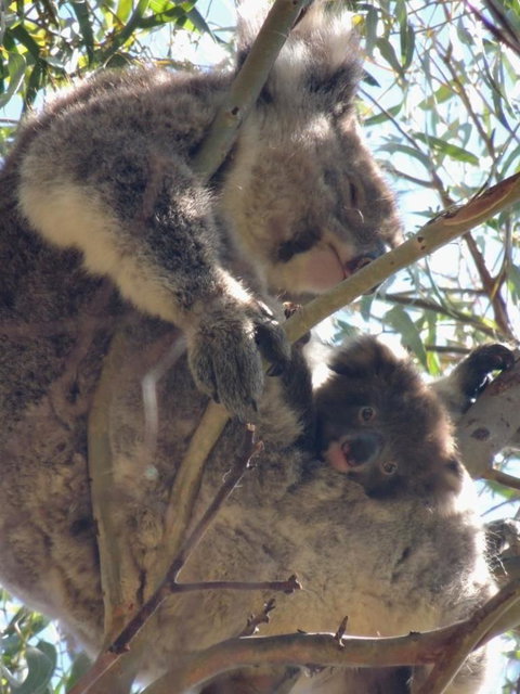 Kangaroo Island In A Day Tour From Adelaide - Tourism Search 16