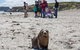 Kangaroo Island In A Day Tour From Adelaide - thumb 1