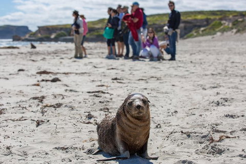 Kangaroo Island In A Day Tour From Adelaide - Tourism Search 1