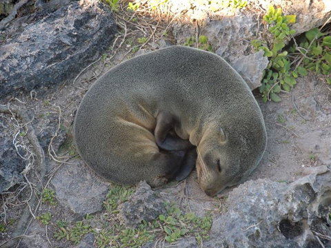 Kangaroo Island In A Day Tour From Adelaide - Tourism Search 12
