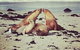 Kangaroo Island In A Day Tour From Adelaide - thumb 24