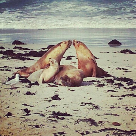 Kangaroo Island In A Day Tour From Adelaide - Tourism Search 24